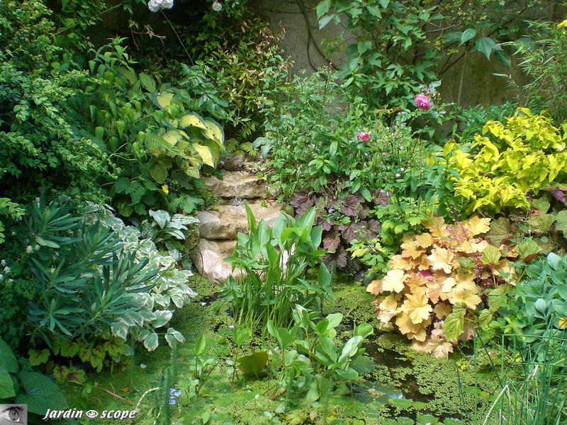 Son coin plantes aquatiques