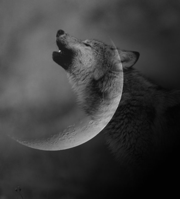 o-uivo-do-lobo-lua-amor-poema-poesia-arcanjo-lycan-anjo-lobisomem-blog3