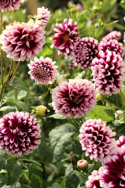 dahlias