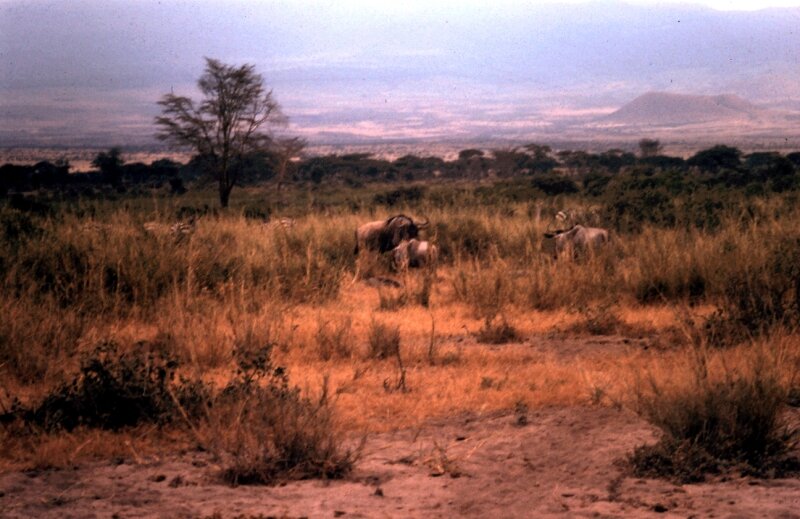 amboseli gnous h
