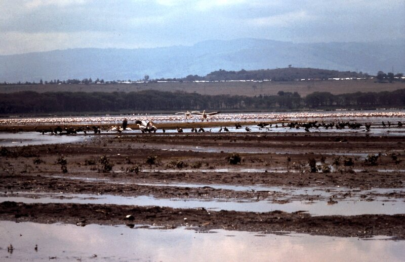 nakuru flamand v