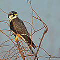 <b>Faucon</b> aplomado (Falco femoralis) 