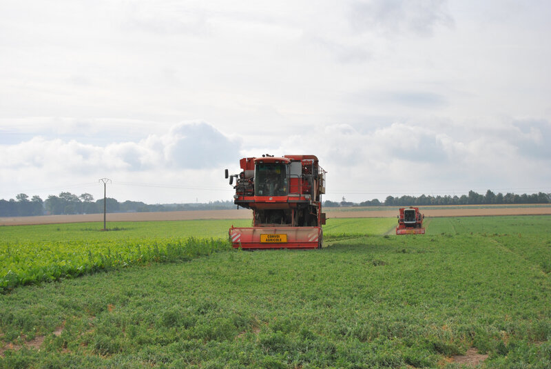 baromesnil petit pois hervé brasseur 018 (16)