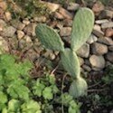 lapin-cactus-125x125