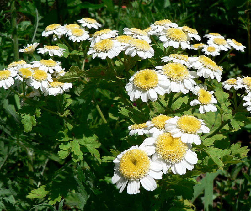 camomille