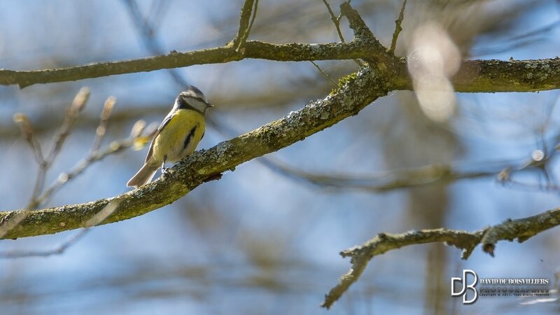 Mésange Bleue (Cyanistes Caeruleus)
