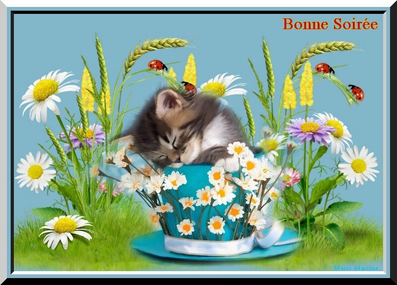 chat ds tasse