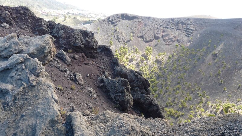 canaries12