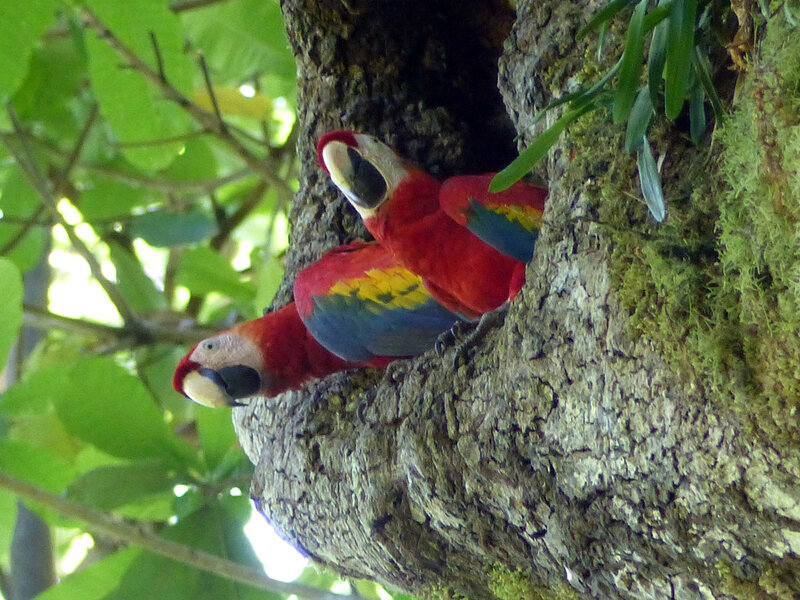 ara macaw juvfb