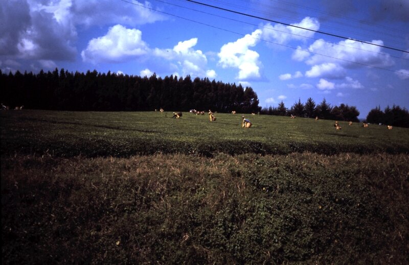 nord kenya s