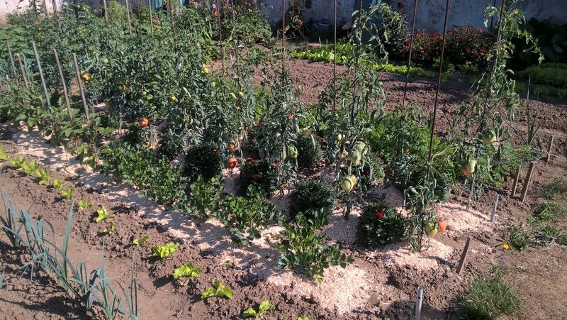 tomates variées jacques