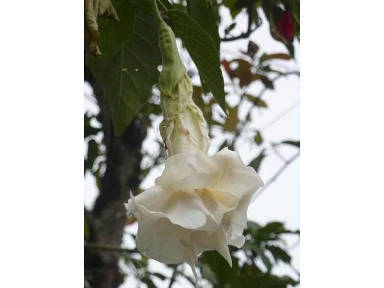 P1050171bis