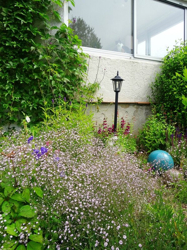 gypsophile sur le massif cote sud