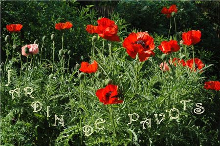Pavot_4