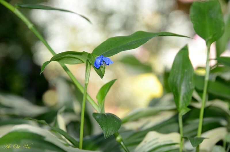 VAL_7001-Commelina communis-Commelinaceae