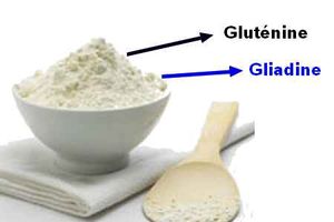 Prot_ines_du_gluten