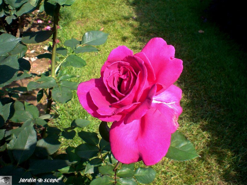 Rose 'Roseraie de Blois' au jardin de l'Évêché de Blois