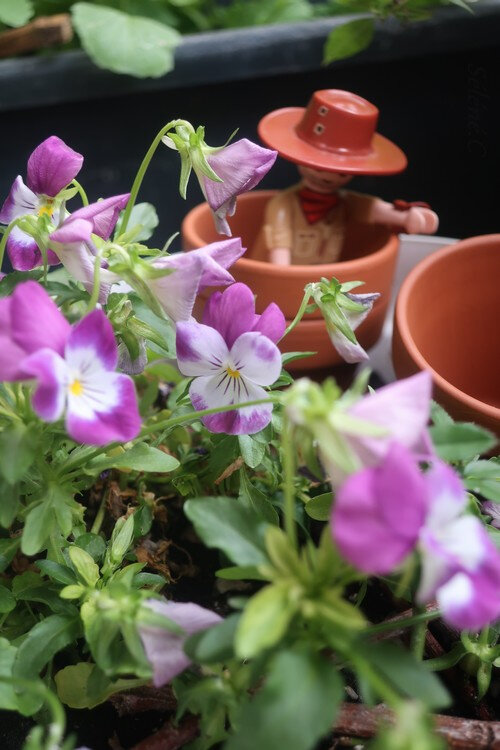 Jeff-Bill-pot-de-fleur