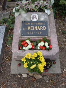 Veinard