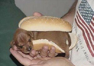 Hot_dog