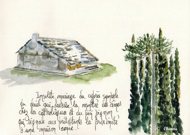 Cyprès et pin pignon