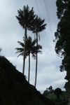 palmiers de cire