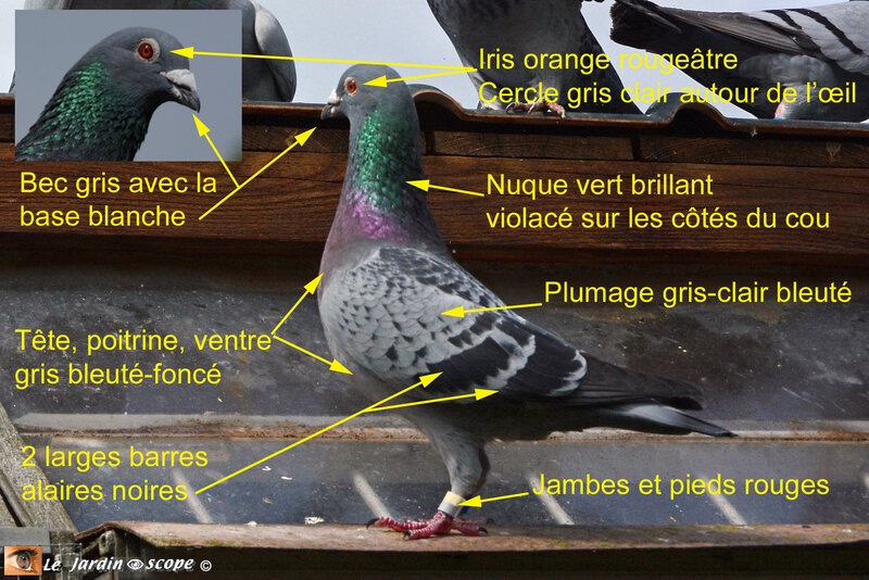 Pigeon-biset