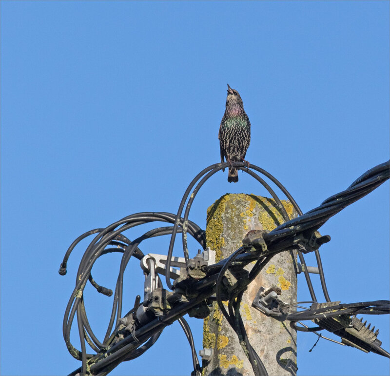ville oiseau etourneau émission 180917