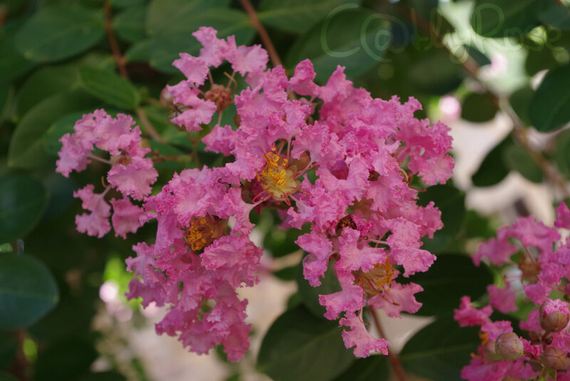 && lagerstroemia 2