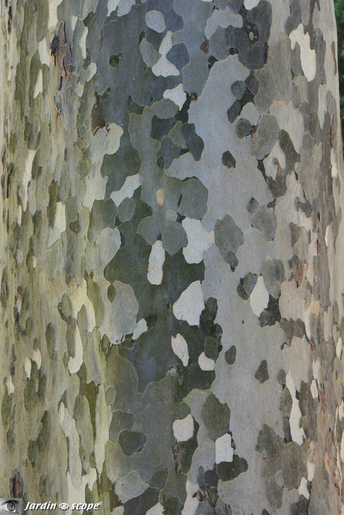 Ecorce d'un Platane