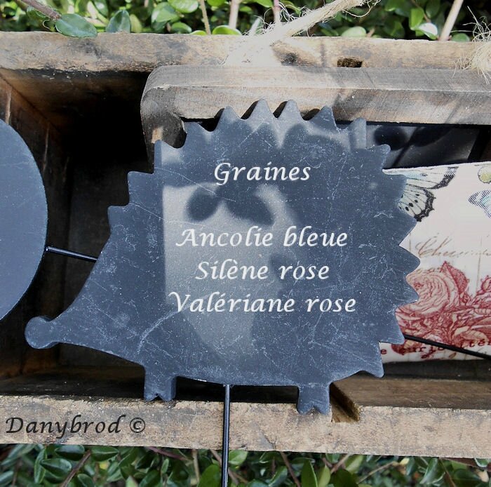 graines