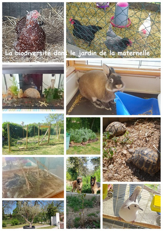 biodiversité dans notre ambiance maternelle -3