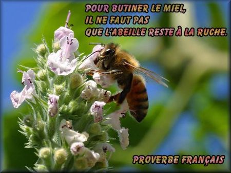 proverbefran_ais_butinerabeille