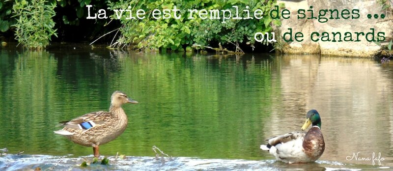 signes ou canards