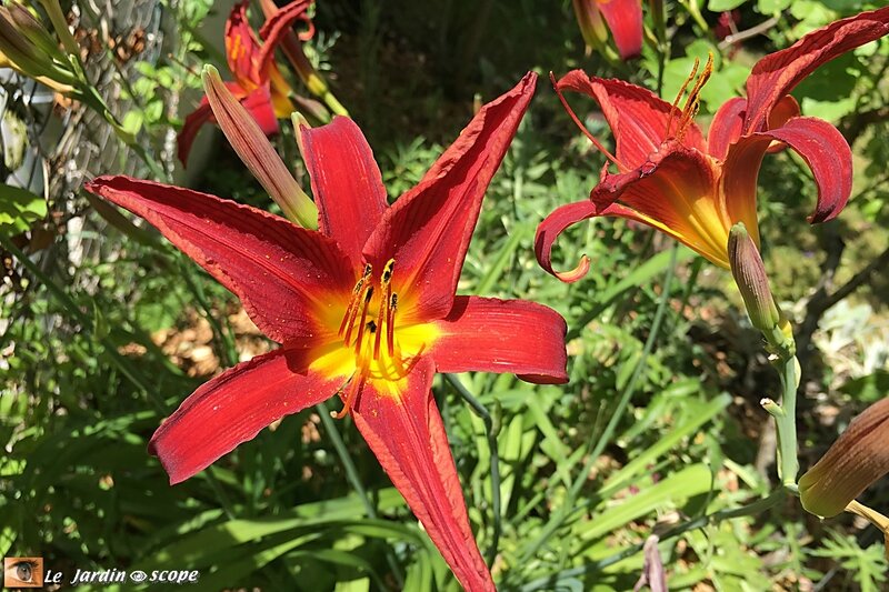 Hemerocallis-Crimson-Glory