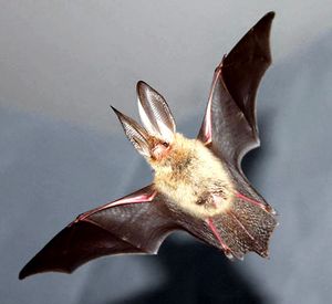 chauve_souris_3