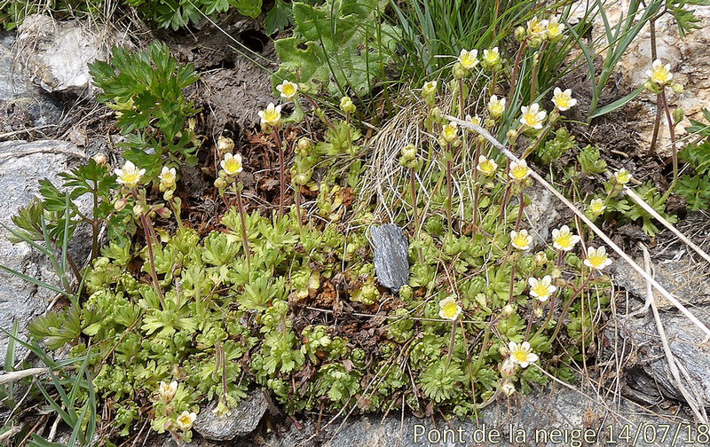 saxifraga exarata subsp exarata