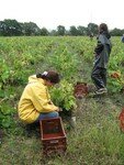 Vendanges_Aloha_06_012
