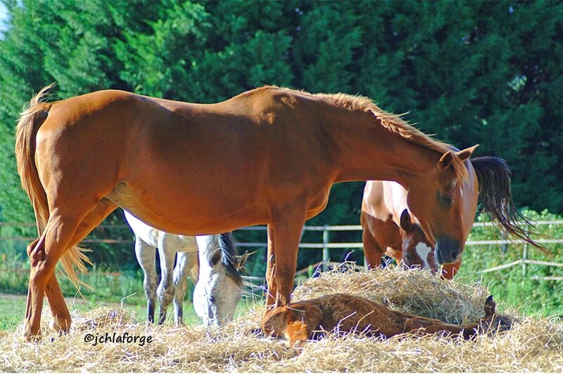 Chevaux et poullain Juil 2012