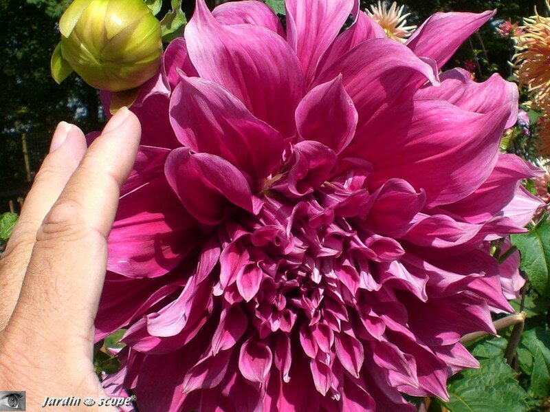 Dahlia à très grosses fleurs