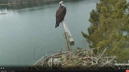 Plan écarté balbuzard pêcheur