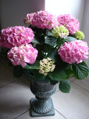 hortensia_dans_m_dicis