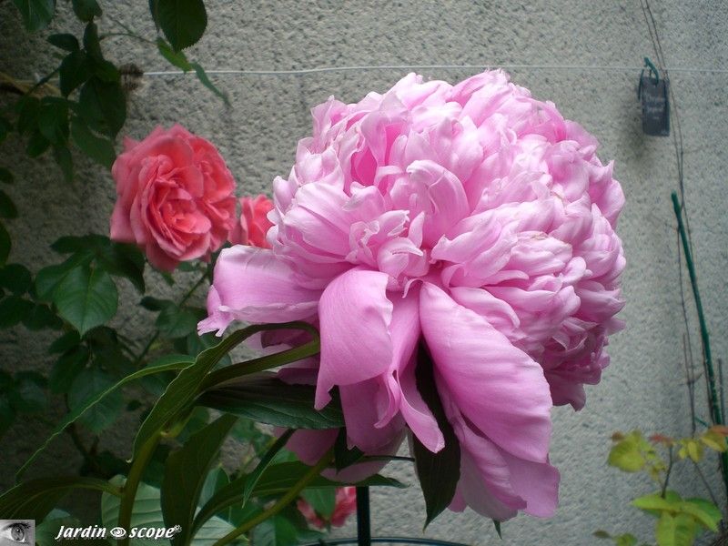 Pivoine 'Mr Jules Elie'
