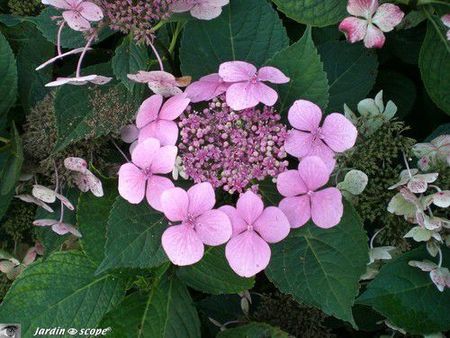 Fleur d'hortensia