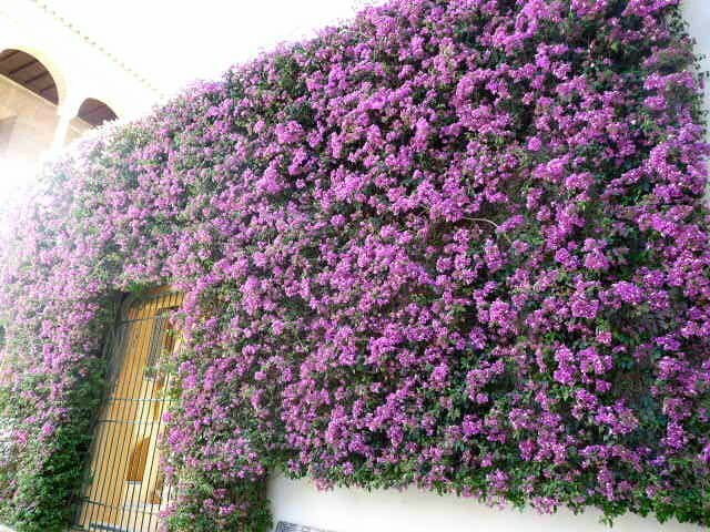mur fleur