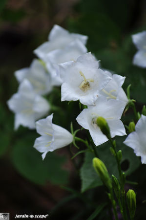 Campanula_persicifolia