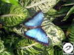 Jardin des papillons Hunawihr 01