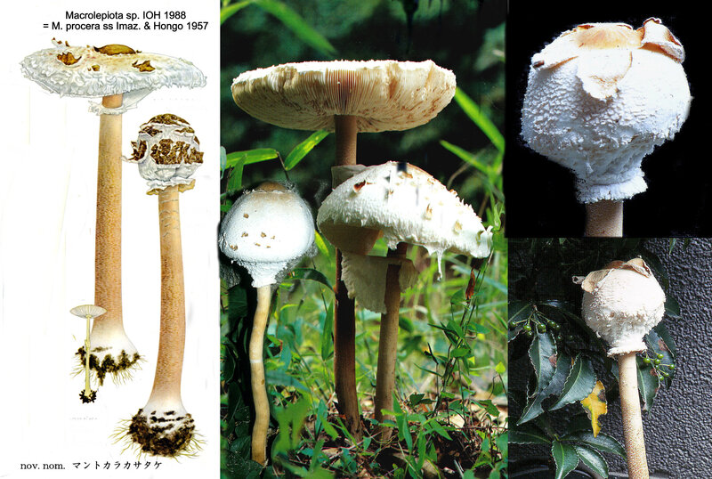 Macrolepiota procera detersa IH 1957 IOH 1988 Japan