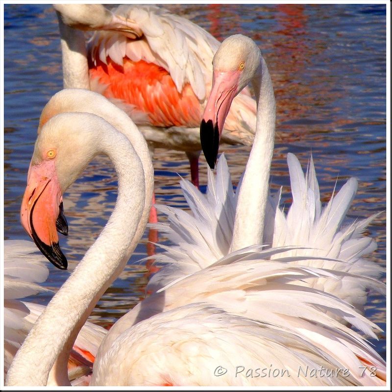 Le flamant rose de Camargue