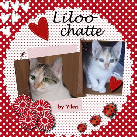 liloo_chatte